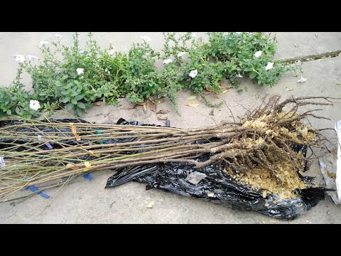 Видео: 22.10.25. Саджанці від Миколи Андрущенко. Поповнення асортименту.