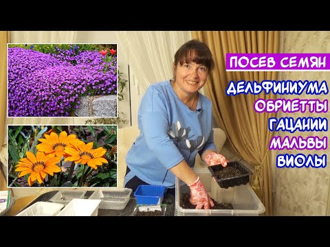 Видео: Посев на рассаду семян Дельфиниума, Мальвы, Обриетты, Виолы, Гацании.