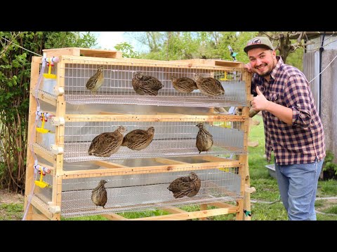Видео: Перепелина ферма вдома | Робимо клітку для  перепілок | Клітка для 110 перепілок