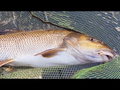 Видео: Един незабравим риболов на бяла мряна - река Искър 20.11.2021 г