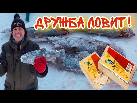 Видео: ПОЙМАЛ НА ДРУЖБУ! Плавленный сыр ловит Форель Атака форели на раттлин