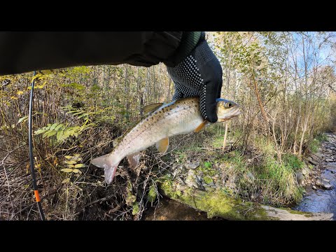 Видео: Лучшая рыбалка за сезон! Ленок, Хариус, Сбор шишек! | Горная рыбалка | Mountain fishing