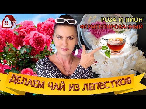 Видео: СРОЧНО СДЕЛАЙ! ФЕРМЕНТИРОВАННЫЙ ЧАЙ-простой рецепт из лепестков РОЗЫ и ПИОНА дома! ПОЛЬЗА И ВРЕД