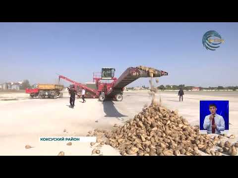 Видео: Коксуский сахарный завод начал прием сладкого корнеплода нового урожая