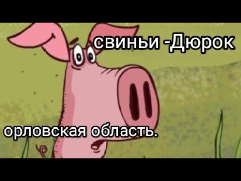 Видео: свиньи Дюрок в Орловской области.