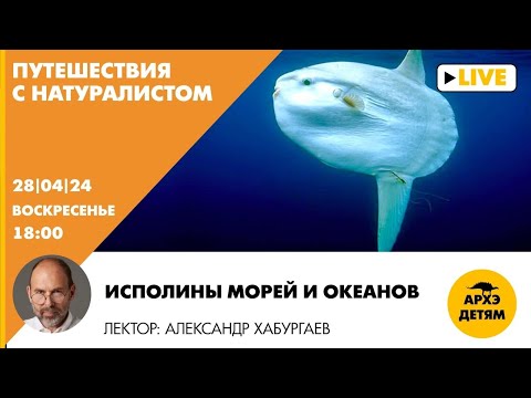 Видео: Занятие "Исполины морей и океанов" рубрики "Путешествия с натуралистом" с Александром Хабургаевым