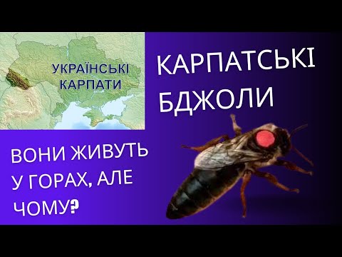 Видео: Карпатська порода бджіл, розповідь про неї, як вона живе і чим дихає. Синевир, Вучківський, Говерла.