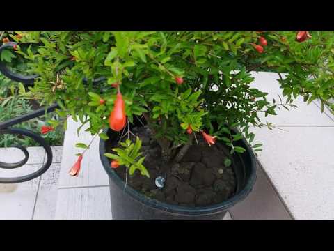 Видео: Карликовый гранатик Нана