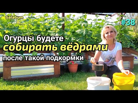 Видео: Подкормка из золы для огурцов. Урожай будете собирать вёдрами. @galabum