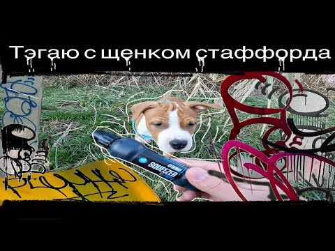 Видео: ТЭГАЮ С ЩЕНКОМ СТАФФОРДА.