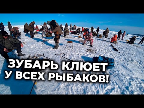 Видео: Зубарь клюет у ВСЕХ! Рыбалка на льду