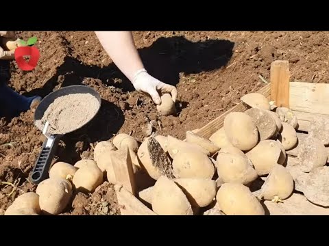Видео: Зачем использовать золу при посадке картофеля?