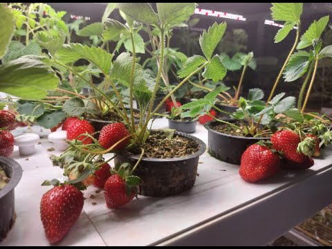 Видео: Как запустить клубничную ферму