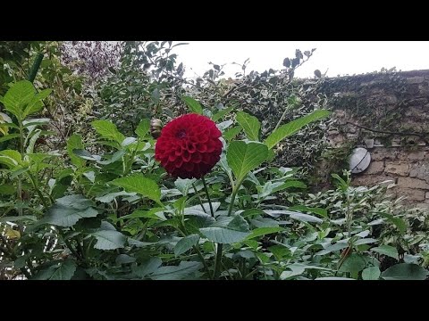 Видео: Парижская Правда в прямом эфире!