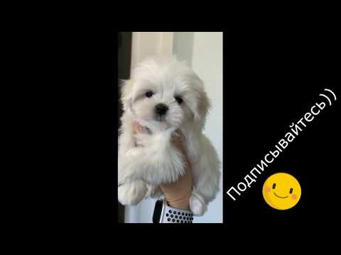 Видео: Первый раз купаем щенка мальтезе