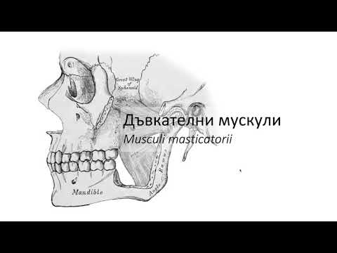 Видео: Дъвкателни мускули – Musculi masticatorii (2:53) ┃teoriyata.com