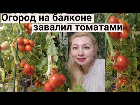 Видео: Обзор Огорода на Балконе 2022. Октябрь.