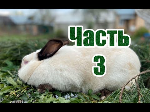 Видео: Самый очевидный факт набора веса у кроликов/Почему кролики не набирают вес/Часть 3