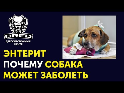 Видео: Одна из причин болезни энтеритом | На что обратить внимание при покупке собаки