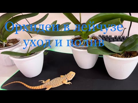 Видео: Орхидеи в Лечузе Уход и Полив