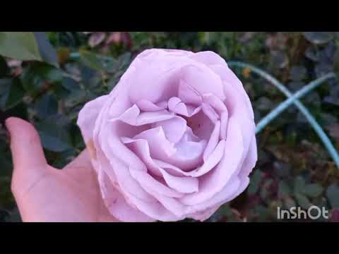 Видео: Цветение роз в середине сентября