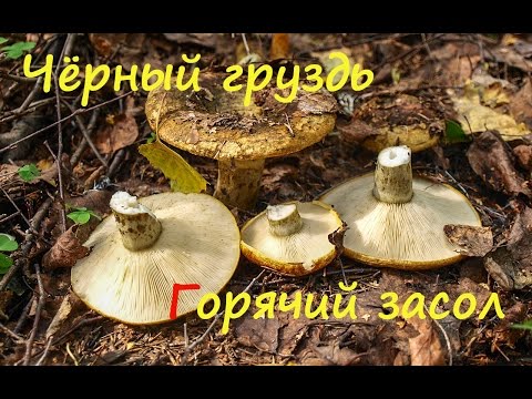 Видео: Чёрный груздь. Горячий засол.