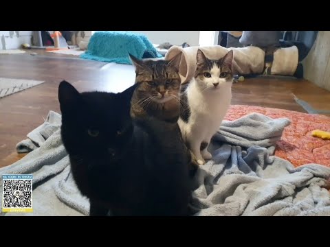 Видео: Хроніки котоквартири🐈🐈‍⬛ Знову тривожна ніч 💣🚀