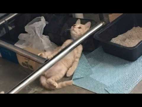 Видео: Я хотел кота, но Бог дал мне комика! 🤣 Самое смешное видео с котами 2025 года