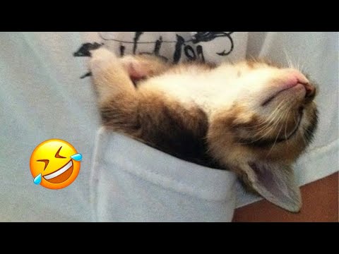 Видео: Смешные животные заставят вас смеяться без удержания 😂