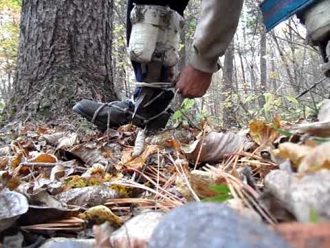 Видео: когти кедролазы часть 2