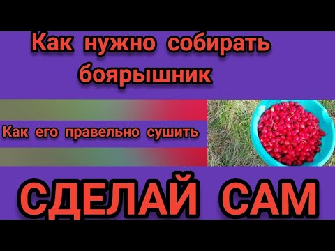 Видео: ⚡⚡⚡Как нужно собирать боярышник и Как правельно сушить.✨✨✨ Находка улья