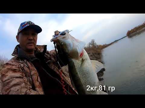 Видео: СУДАКИ и ЖЕРЕХИ порадовали. Ловля жереха и судака на спиннинг. Река КАРАТАЛ.