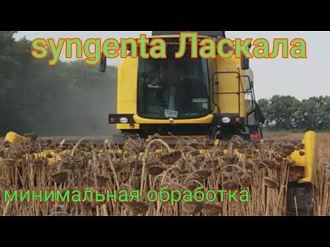 Видео: Уборка подсолнуха 2018 syngenta Ласкала! Очень интересный результат!