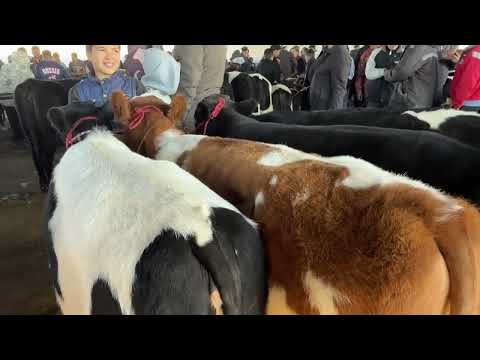 Видео: БУҚА БОЗОР НАРХО ХЕЛО БАЛАНД 12 ноября 2025 г.