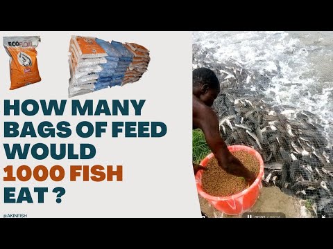 Видео: Сколько мешков корма съедят 1000 РЫБ?