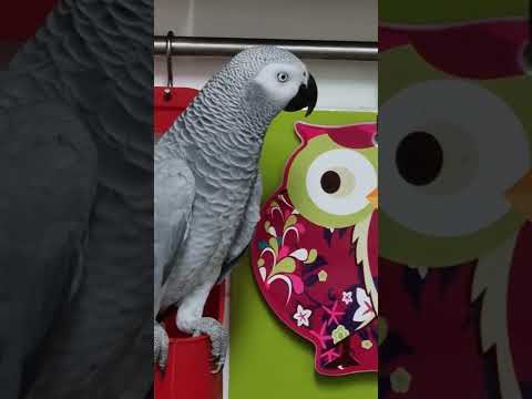 Видео: С  утра вам  шлем поцелуйчик