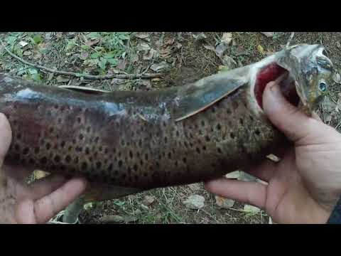 Видео: ОТДЫХАЕМ , РЫБАЧИМ , РЕКА АМГУНЬ , ПРОВЕДАЛИ ОТШЕЛЬНИКА!