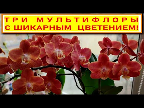 Видео: ТРИ ДОЛГОЦВЕТУЩИЕ МУЛЬТИФЛОРЫ С ШИКАРНЫМ ЦВЕТЕНИЕМ. МУЛЬТИЦВЕТКОВЫЕ ФАЛЕНОПСИСЫ С ОБИЛЬНЫМ ЦВЕТЕНИЕМ