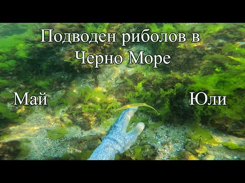 Видео: Подводен риболов в Черно море - Май и Юли 2024