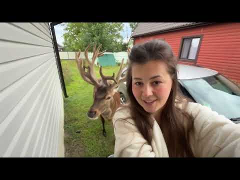 Видео: Добрий ранок від оленя Бориса  #irysik3076 #deer #animals #олень #оленьборис #оленьборя