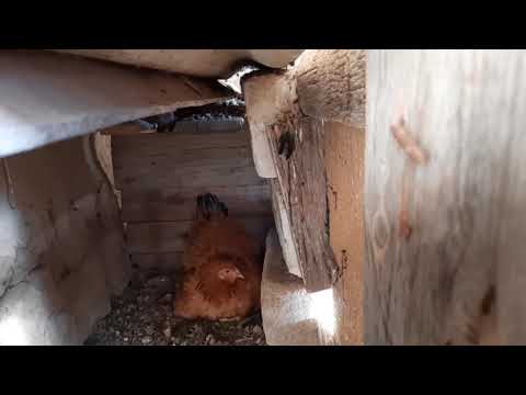 Видео: тауық балапан шығарды