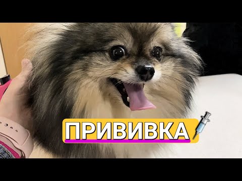 Видео: Делаем плановую прививку Померанскому Шпицу. Live видео.
