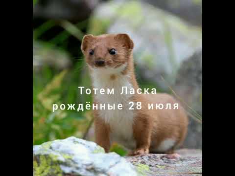 Видео: Тотем Ласка рождённые 28 июля