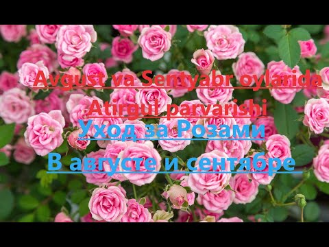 Видео: Atirgullar parvarishi avgust va sentyabrda. Розы в августе и сентябре Что обязательно нужно сделать?