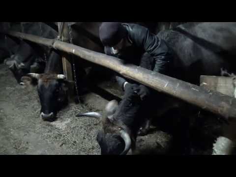 Видео: Привязь для коров на ферме на раз-два