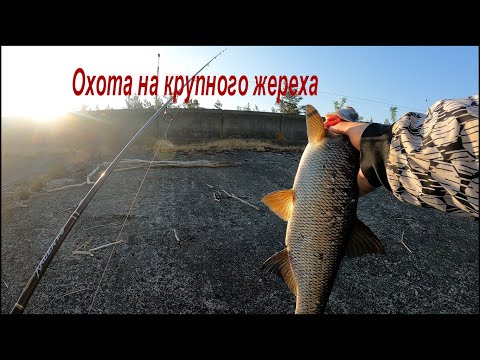 Видео: Охота на жереха