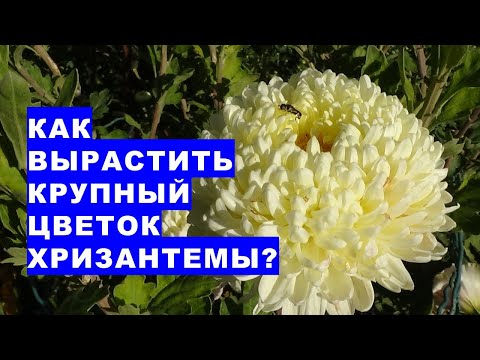 Видео: Вырастите крупный цветок хризантемы. Это легко и просто