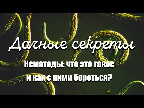 Видео: Дачные секреты. Нематоды: что это такое и как с ними бороться?