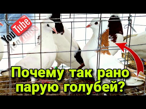 Видео: Паровка голубей в январе,зачем и почему так делаю я?.