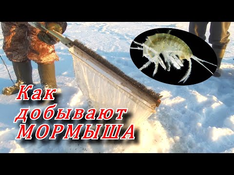 Видео: Как добывают МОРМЫША.